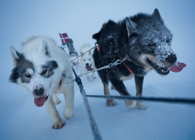 Dogsled